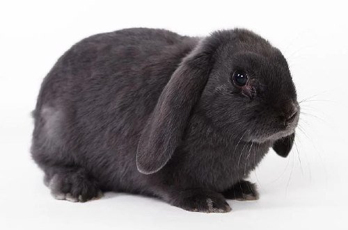 dewlap in rabbits