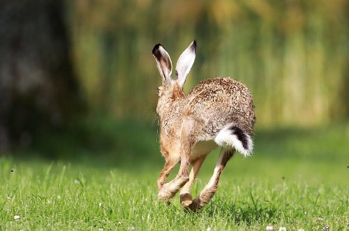 Rabbit Hop: Do Rabbits Walk or Hop? - (With Video) - Rabbit Care Blog