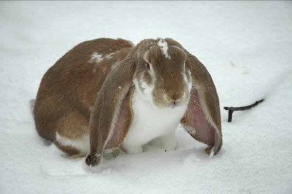 English Lop Rabbit