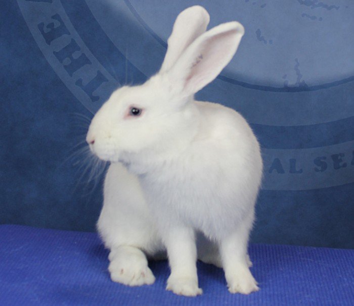 Beveren Rabbit: Perfect Breed for Homesteaders