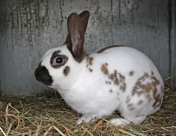 English Spot Rabbit - Colors, Size, Lifespan, For Sale & More