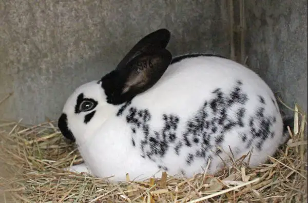 English Spot Rabbit - Colors, Size, Lifespan, For Sale & More