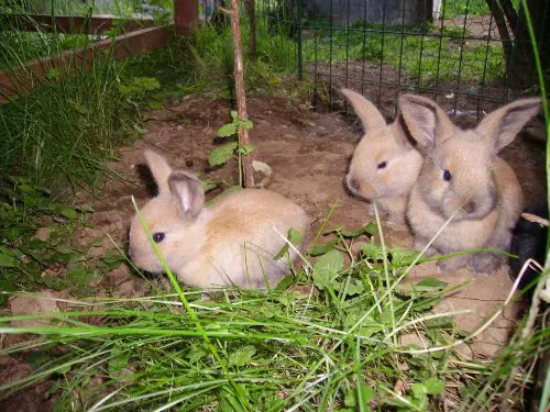 gotland bunnies