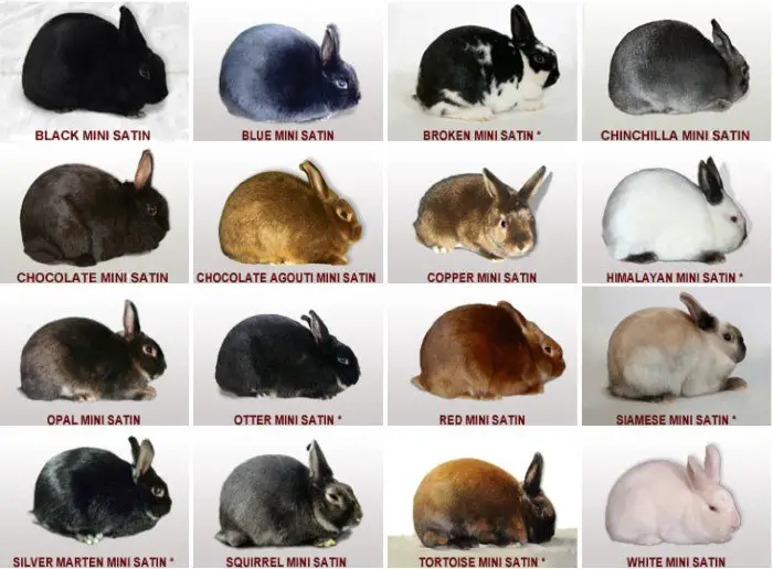 mini-satin-rabbit-an-awesome-breed-with-various-colors-for-everyone