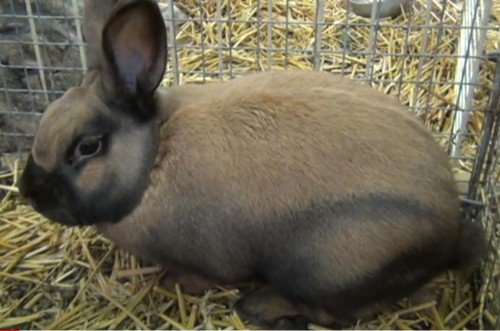 Thuringer Rabbit