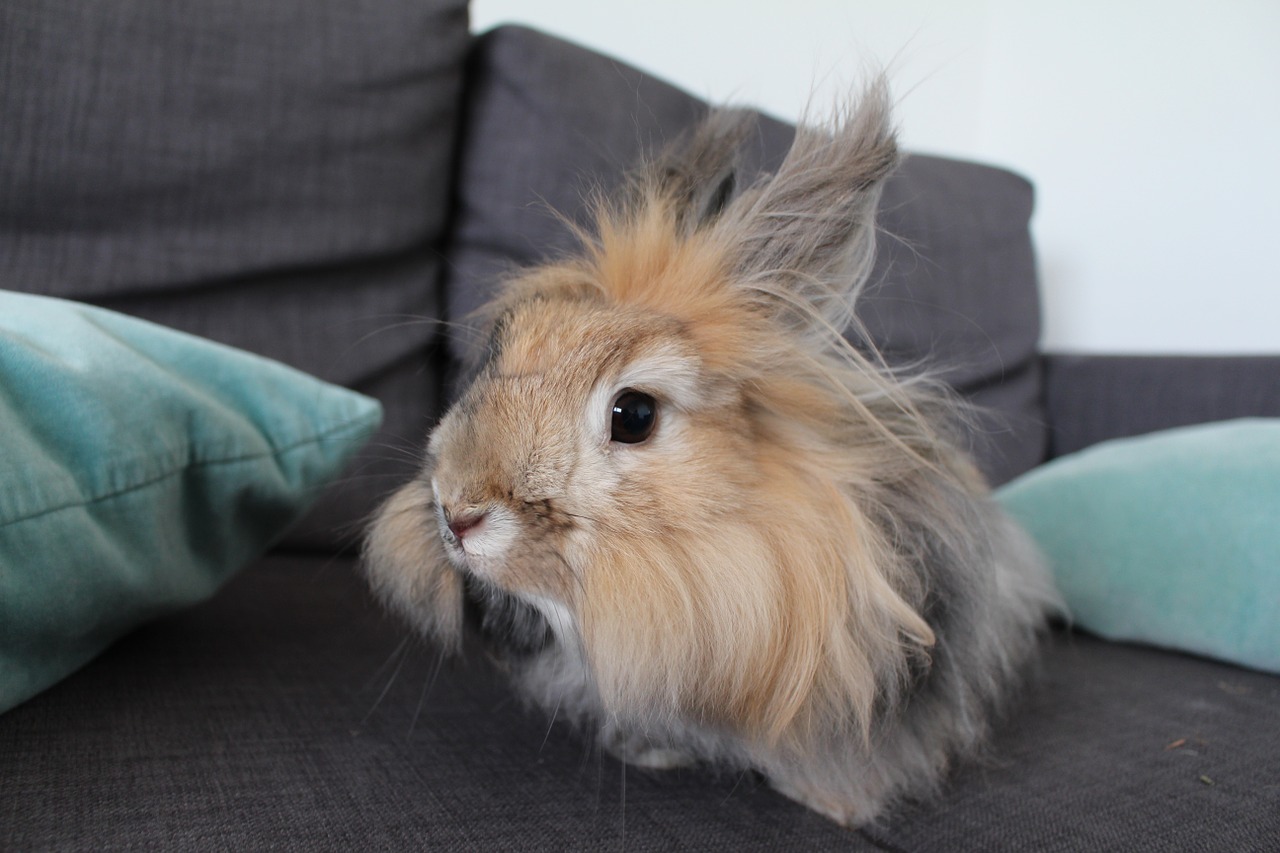 Cute Angora Rabbit