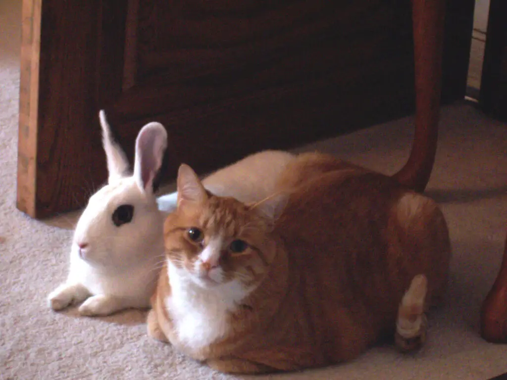 A Blanc de Hotot bunny and a cat