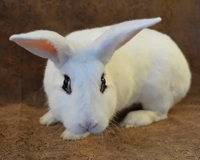 Blanc de Hotot Rabbit breed