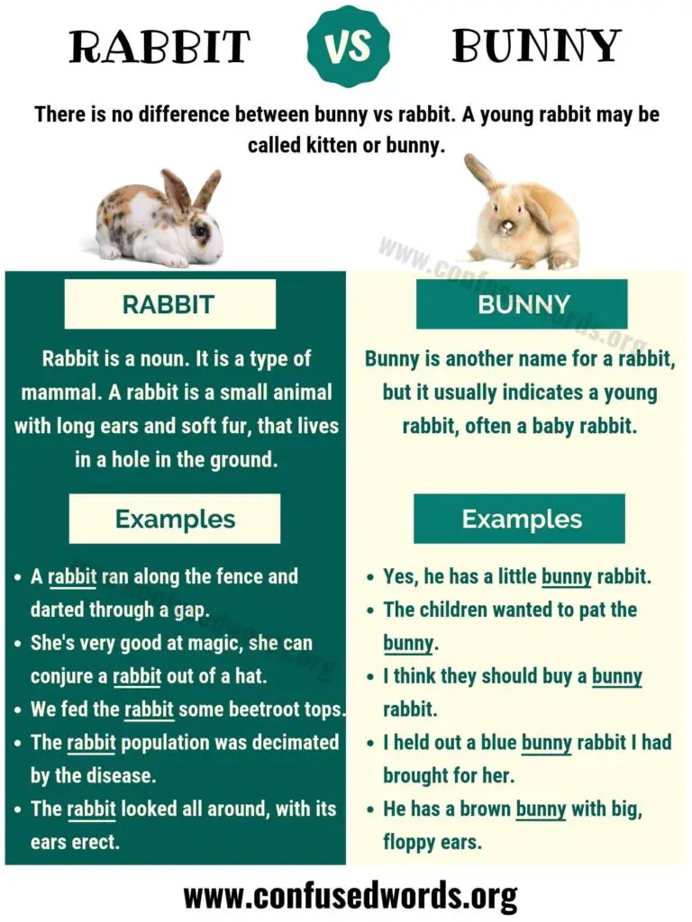 Bunny vs rabbit