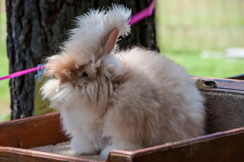 English Angora Rabbit