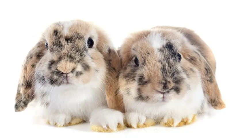 French lop bunnies for show