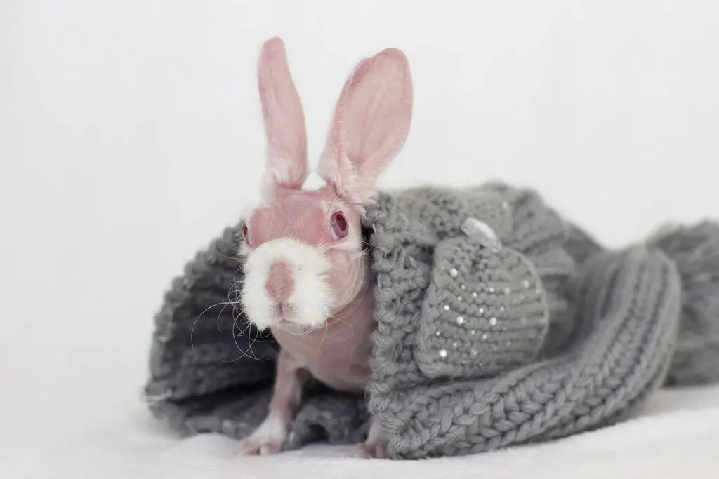 Hairless rabbit, Mr Bigglesworth