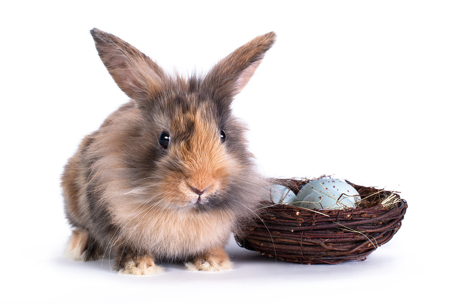 How much does a harlequin rabbit weigh