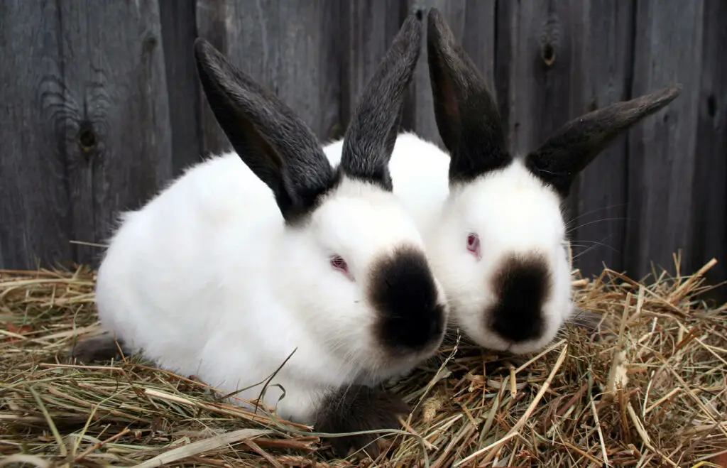 Himalayan Rabbit