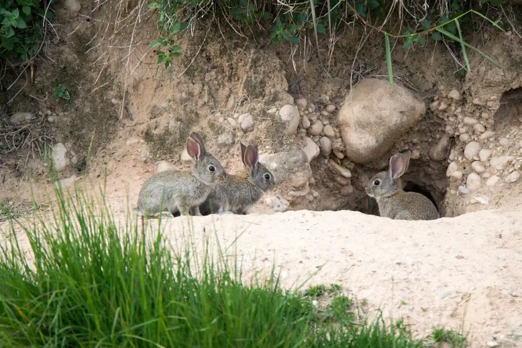 Underground rabbit burrow