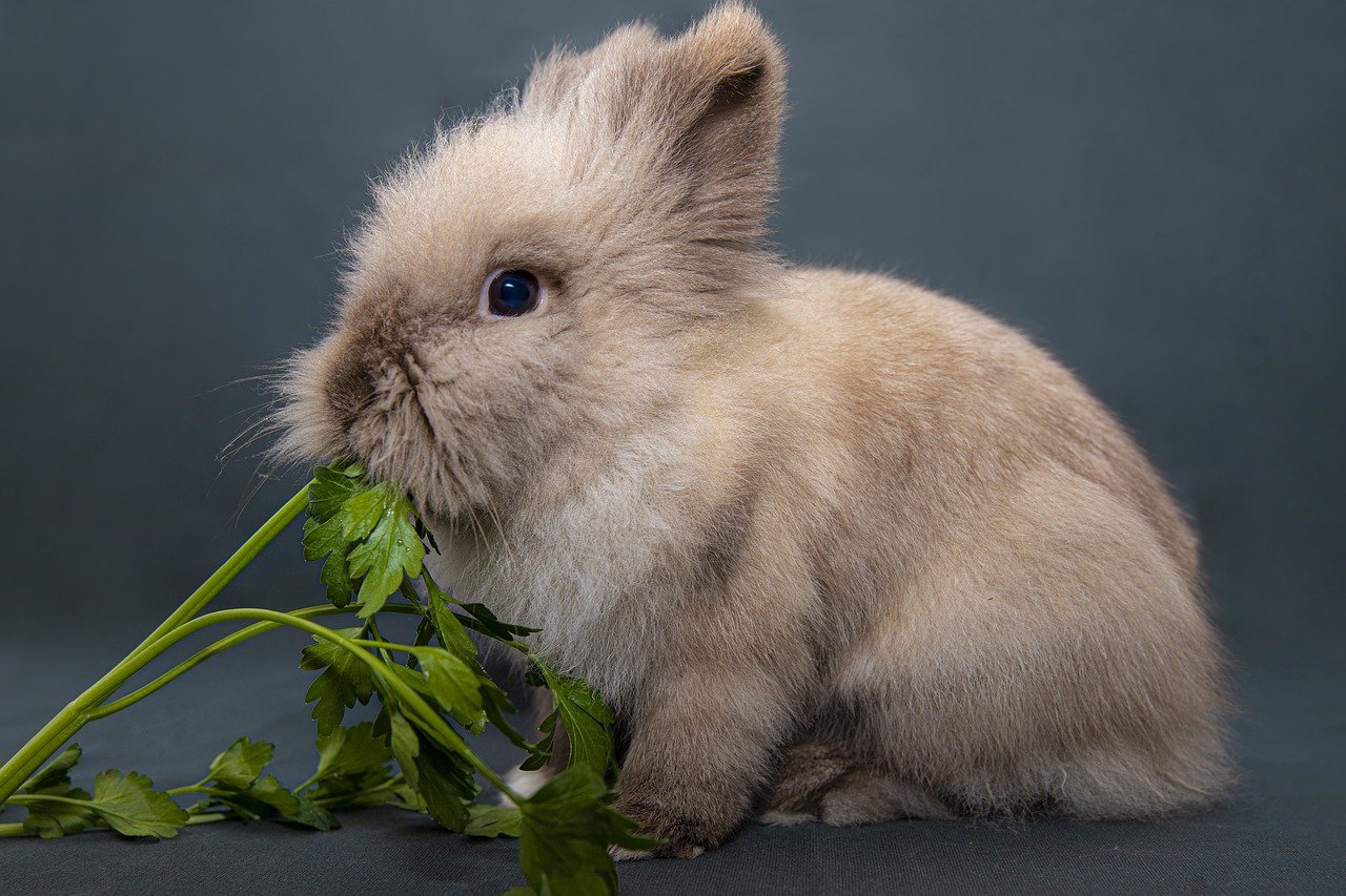 What do rabbits eat