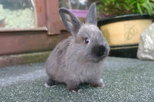 American Sable Rabbit