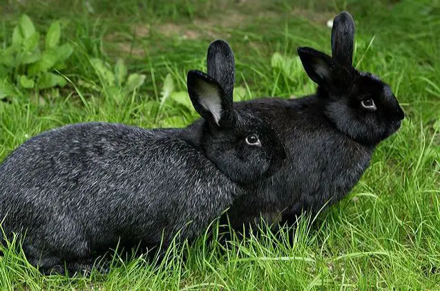 American Silver Fox Rabbit