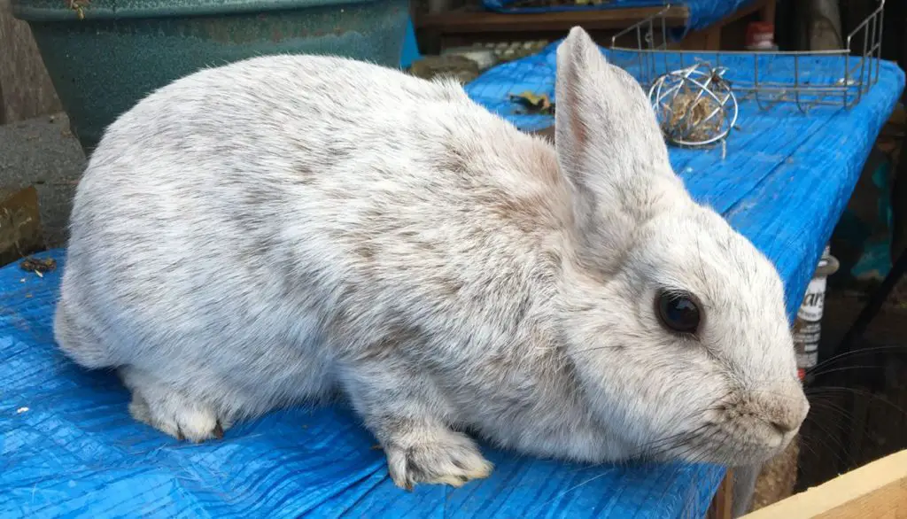 Argente Brun Rabbit