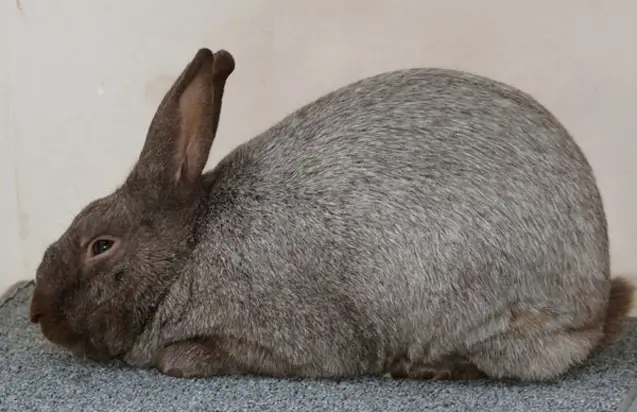 Argente Brun Rabbit