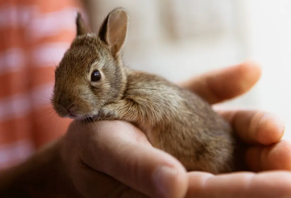 Argente Brun Rabbit