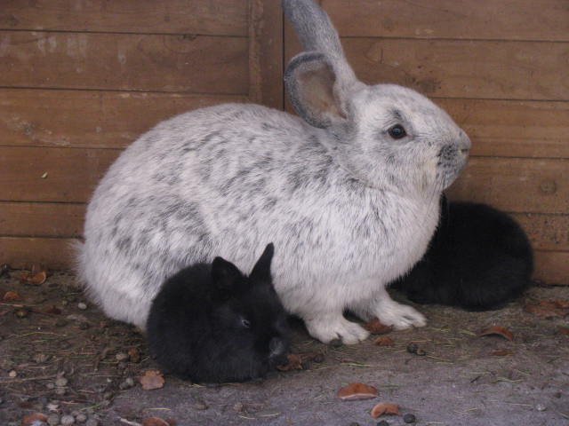 Argente Brun Rabbit