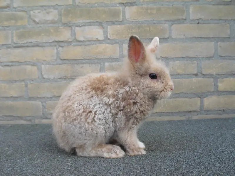 50 Types Of Rabbit Breeds Officially Recognized By The American Rabbit