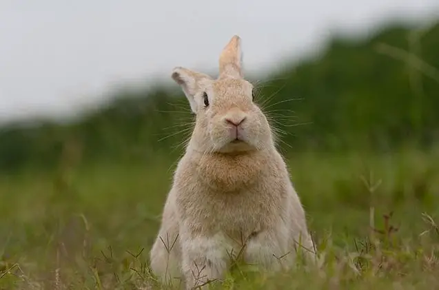 Creme d’Argent Rabbit