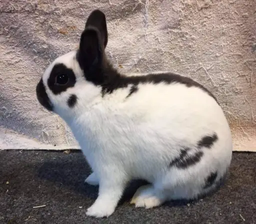 Dwarf Papillon Rabbit