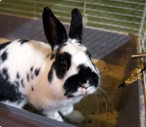 Dwarf Papillon Rabbit