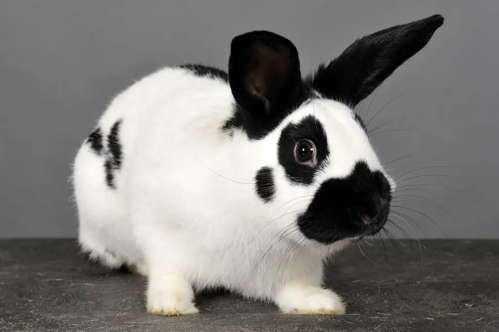 Dwarf Papillon Rabbit