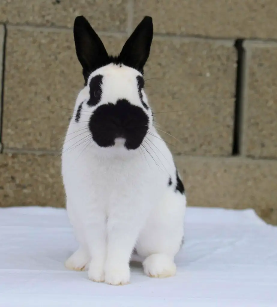 Dwarf Papillon Rabbit