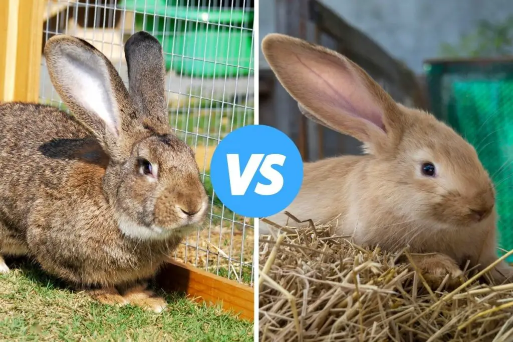 Flemish Giant Rabbit vs Continental Giant Rabbit