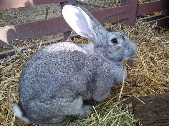 Giant Chinchilla Rabbit