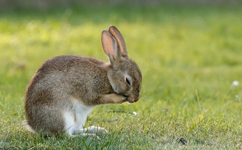 How to clean a pet rabbit