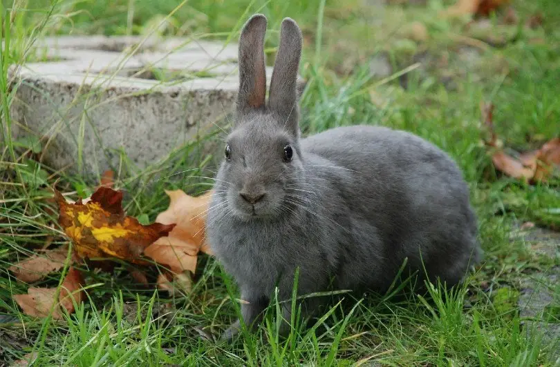 Lilac bunny 