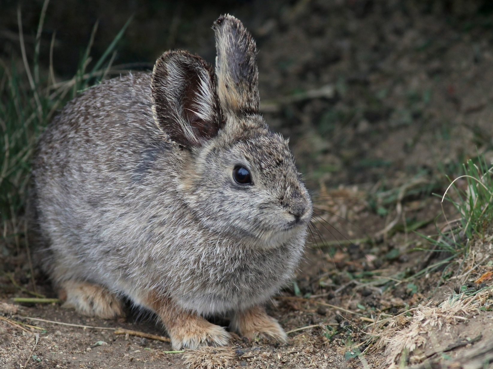 Columbian Basin Pygmy Rabbit Endangered Status, Habitat, Size and