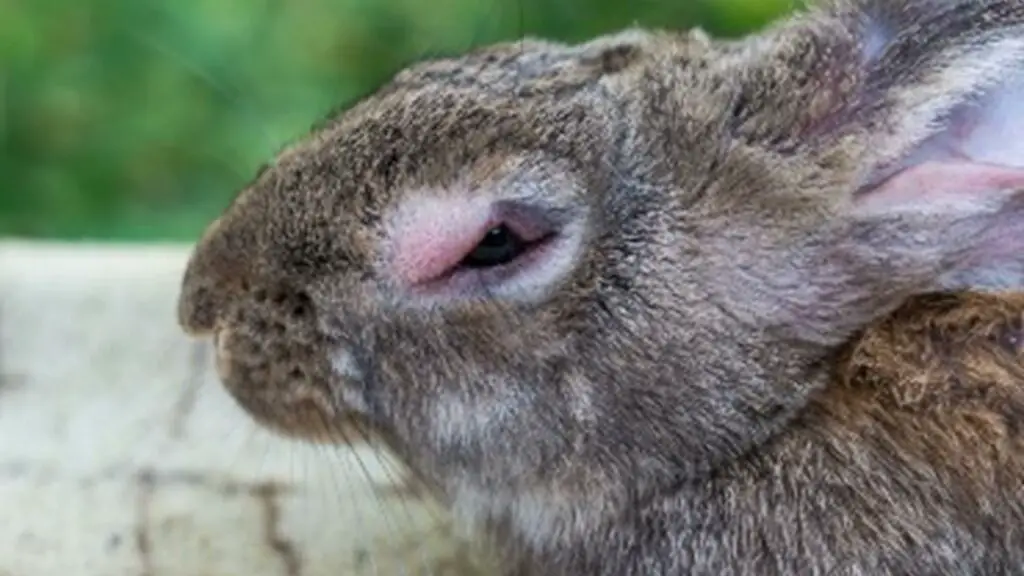 Common rabbit eye infections