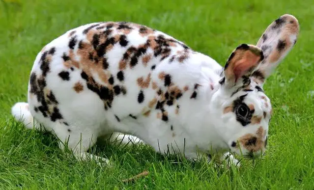 Beautiful spots on the fur coating of this unique Rhinelander