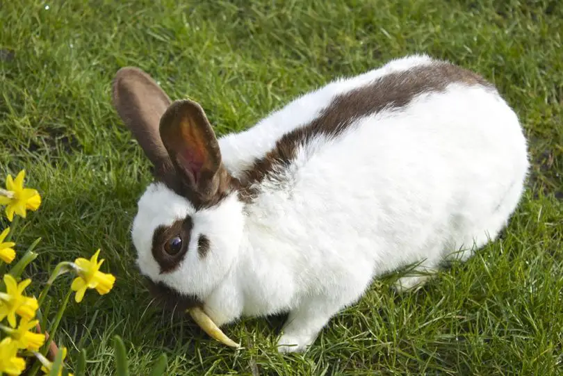 Rhinelander Bunny