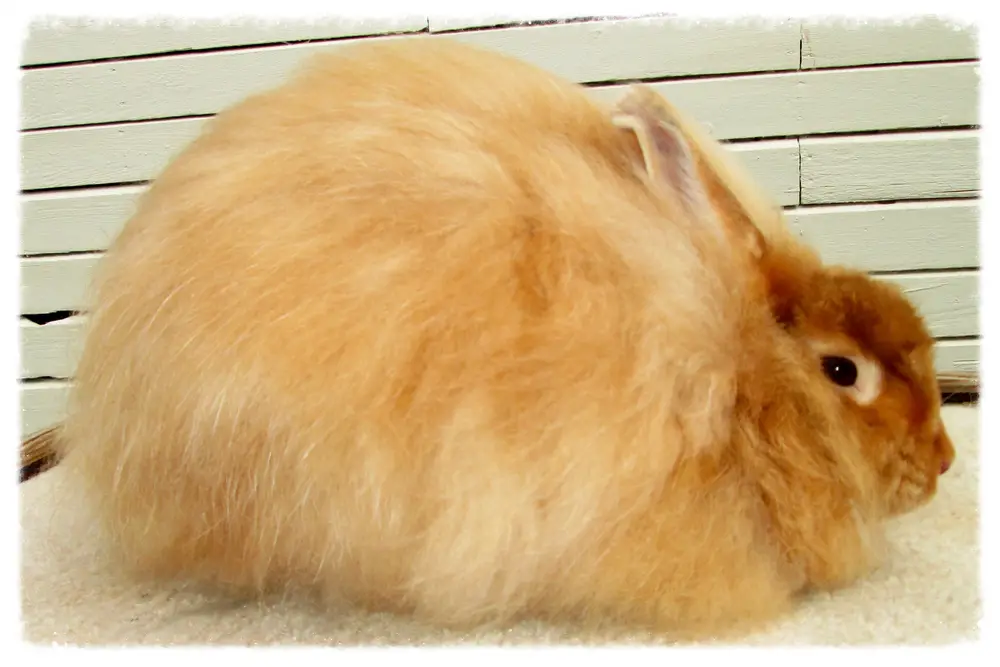 Satin Angora Rabbit