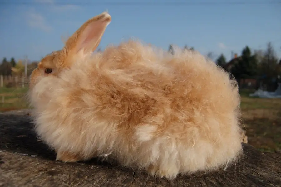 Satin Angora Rabbit