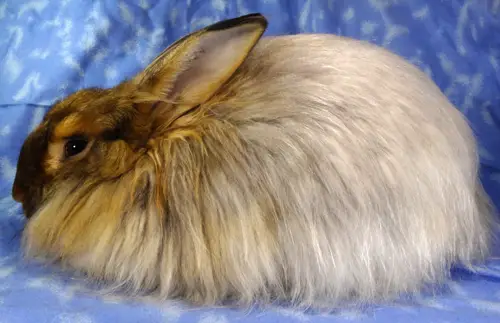 Satin Angora Rabbit