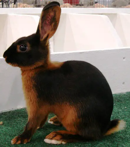 Tan Rabbit