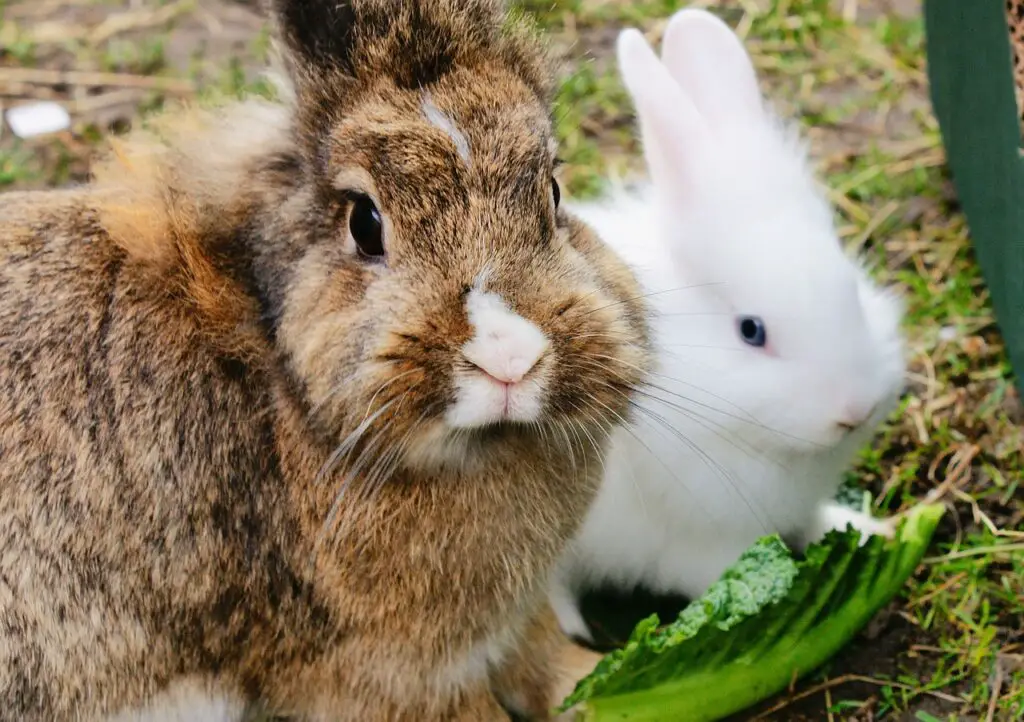 Baby rabbit eat what