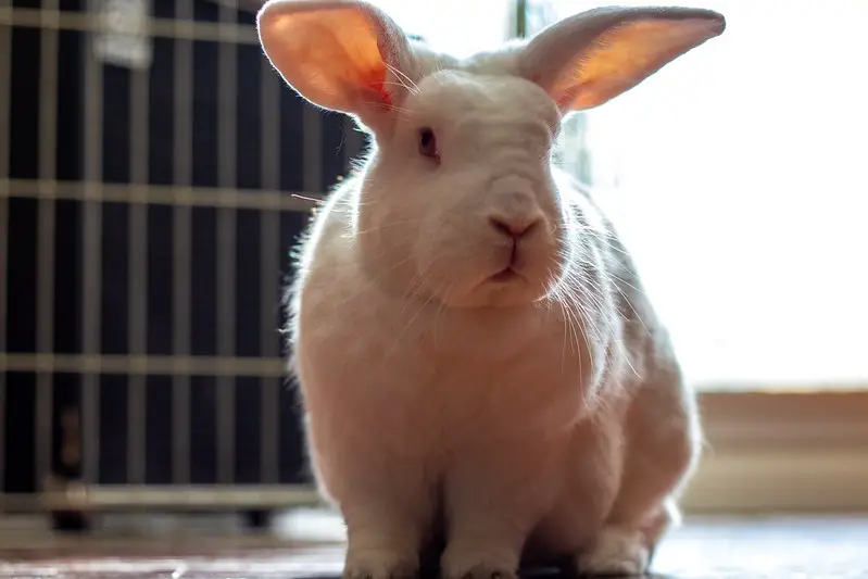 White New Zealand Rabbit for sale