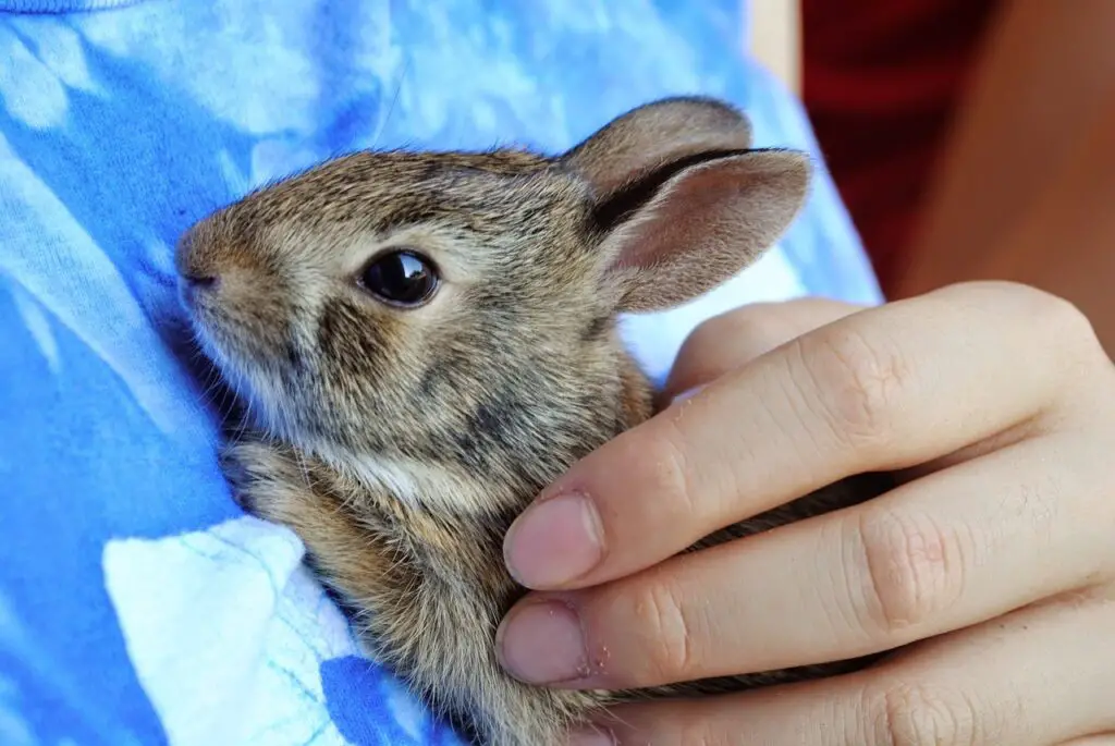 Baby Bunnies: How To Care for Newborn Bunny Babies – Rabbit Care Blog