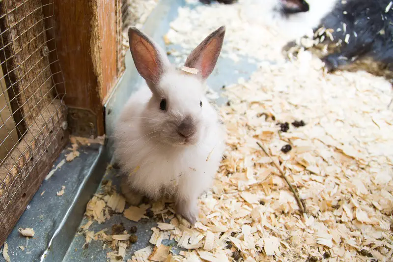 can rabbit poop make dogs sick