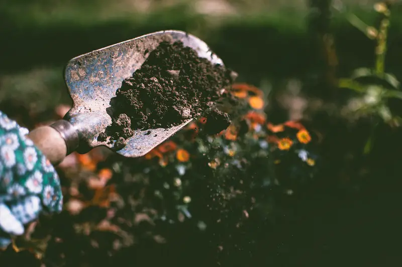 Rabbit poop as fertilizer