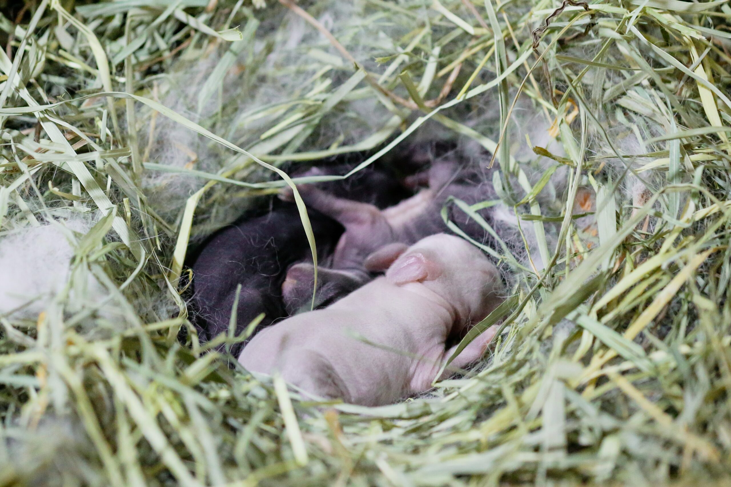 newborn bunnies